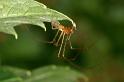 Tetragnatha_extensa_D3094_Z_82_Loosdrechtse plassen_Nederland